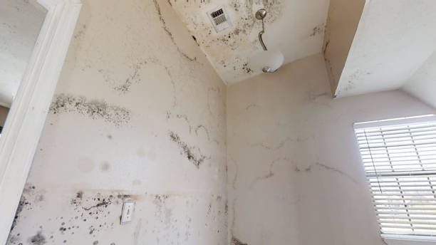 Trusted Daingerfield, TX Mold Removal Experts