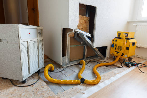 Best Black Mold Removal  in Daingerfield, TX