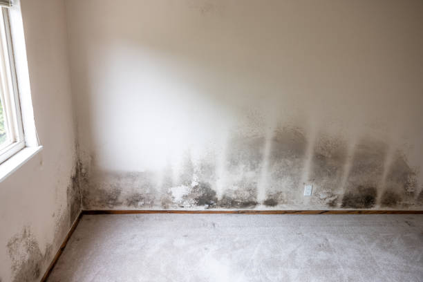 Best Mold Documentation for Insurance Claims  in Daingerfield, TX